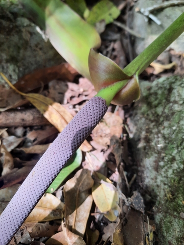 Anthurium salvinii image