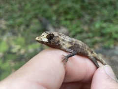 Anolis cuvieri