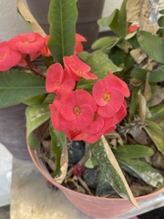 Euphorbia milii