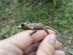 Anolis cuvieri