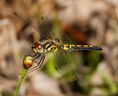 Celithemis ornata