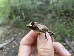 Anolis cuvieri