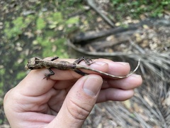 Anolis cuvieri
