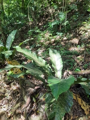 Anthurium salvinii
