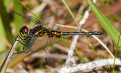 Celithemis ornata