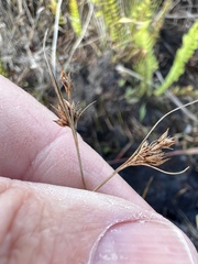 Rhynchospora fascicularis