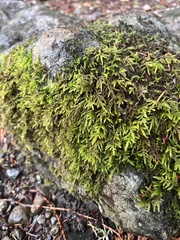 Kindbergia oregana