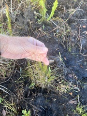 Rhynchospora fascicularis