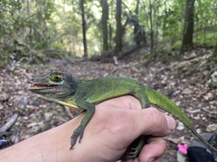 Anolis cuvieri