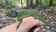 Anolis cuvieri