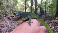 Anolis cuvieri