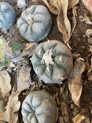 Lophophora