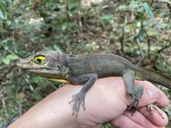 Anolis cuvieri