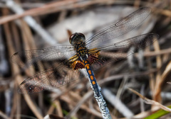Celithemis ornata