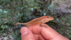 Anolis krugi