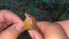 Anolis krugi