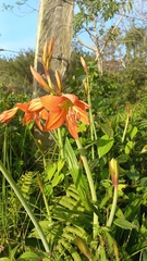 Hippeastrum