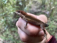 Anolis krugi