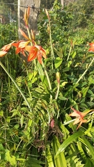 Hippeastrum