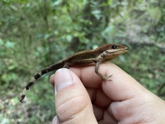 Anolis krugi