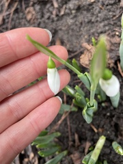 Galanthus