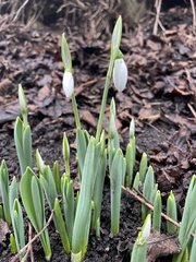 Galanthus