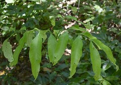 Guioa acutifolia