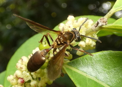 Polybia chrysothorax