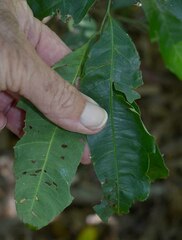 Guioa acutifolia