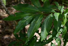 Guioa acutifolia