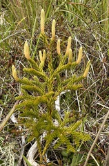 Austrolycopodium fastigiatum