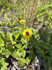 Helianthus debilis