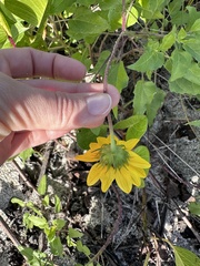 Helianthus debilis
