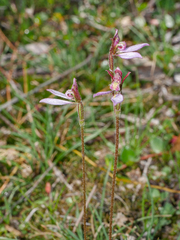 Eriochilus cucullatus