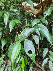Piperales