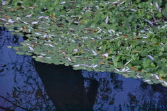 Hydrocotyle ranunculoides