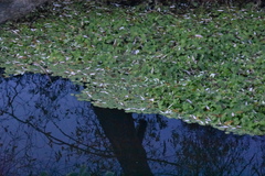 Hydrocotyle ranunculoides