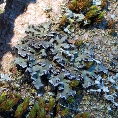 Physconia perisidiosa