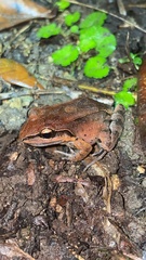 Leptodactylus albilabris