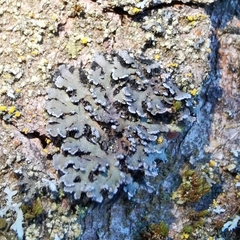 Physconia perisidiosa