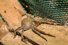 Phoneutria boliviensis