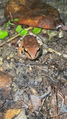Leptodactylus albilabris
