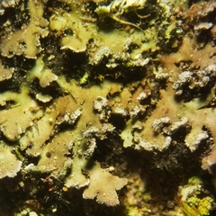 Physconia perisidiosa