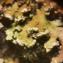 Physconia perisidiosa