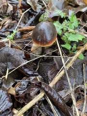 Macrocystidia cucumis