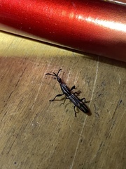 Brentidae