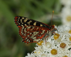 Euphydryas colon