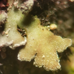 Physconia perisidiosa