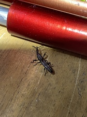 Brentidae