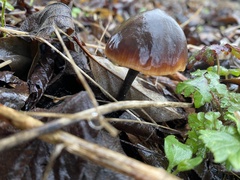 Macrocystidia cucumis